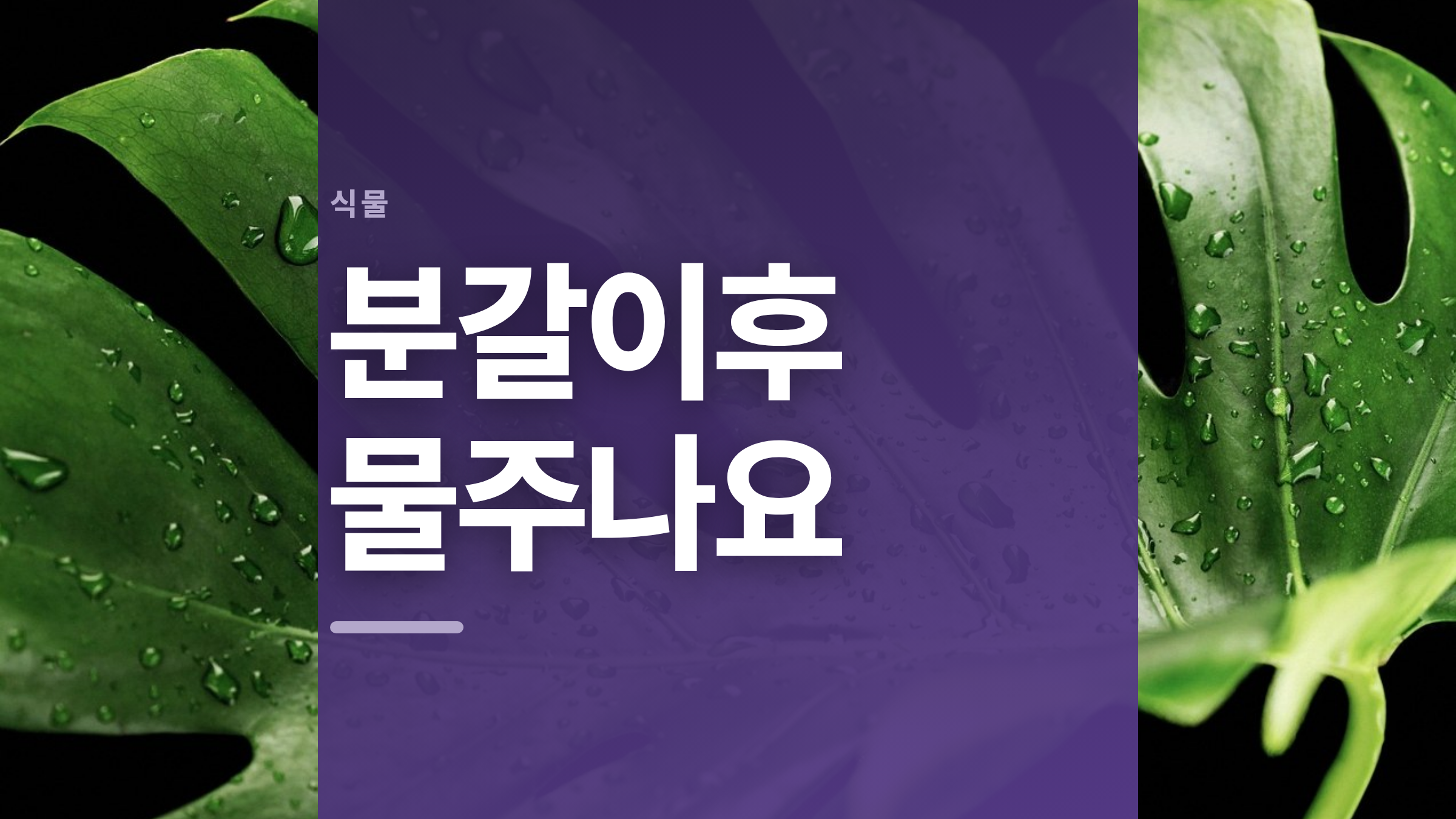 featured 647 thumbcard 분갈이후 물주나요 v2