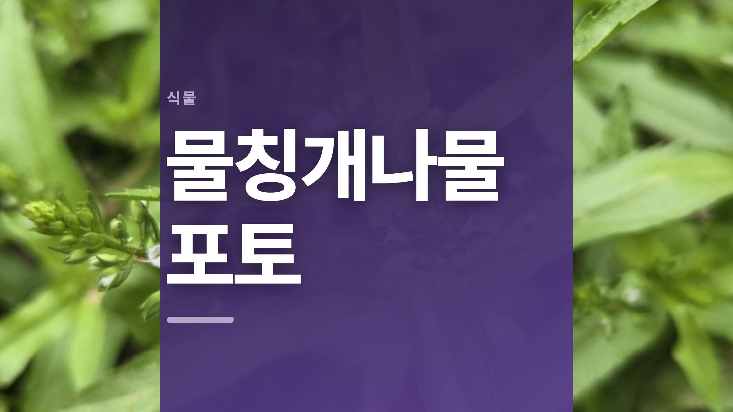 featured 654 thumbcard 물칭개나물 포토 v2