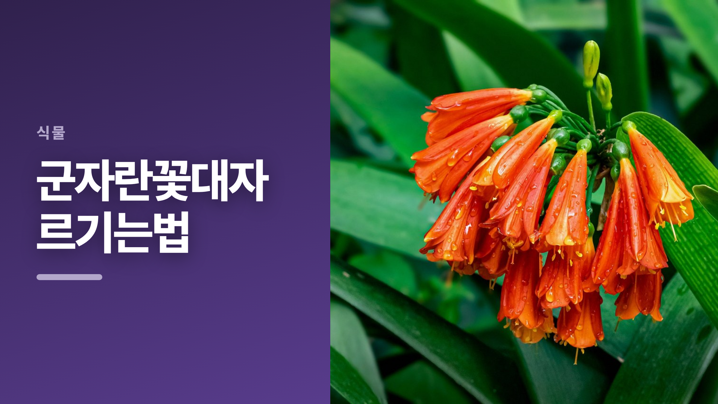 featured 665 thumbcard 군자란꽃대자르기는법