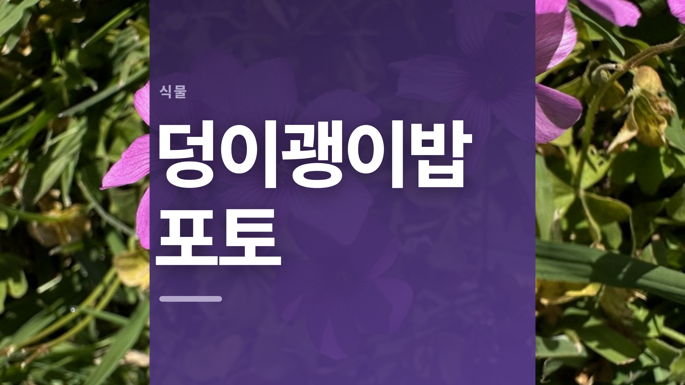 featured 673 thumbcard 덩이괭이밥 포토 v2