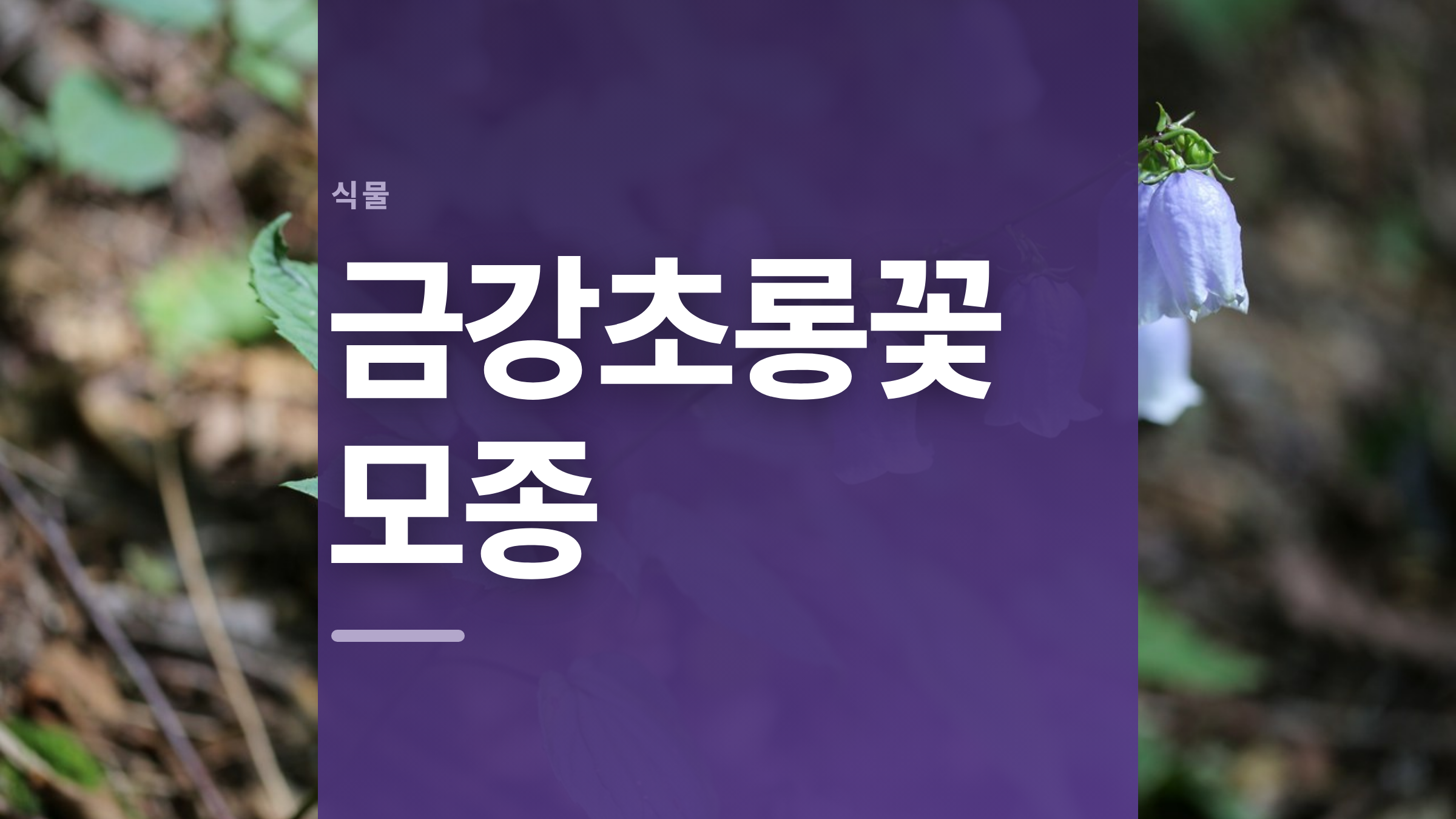 featured 676 thumbcard 금강초롱꽃 모종 v2