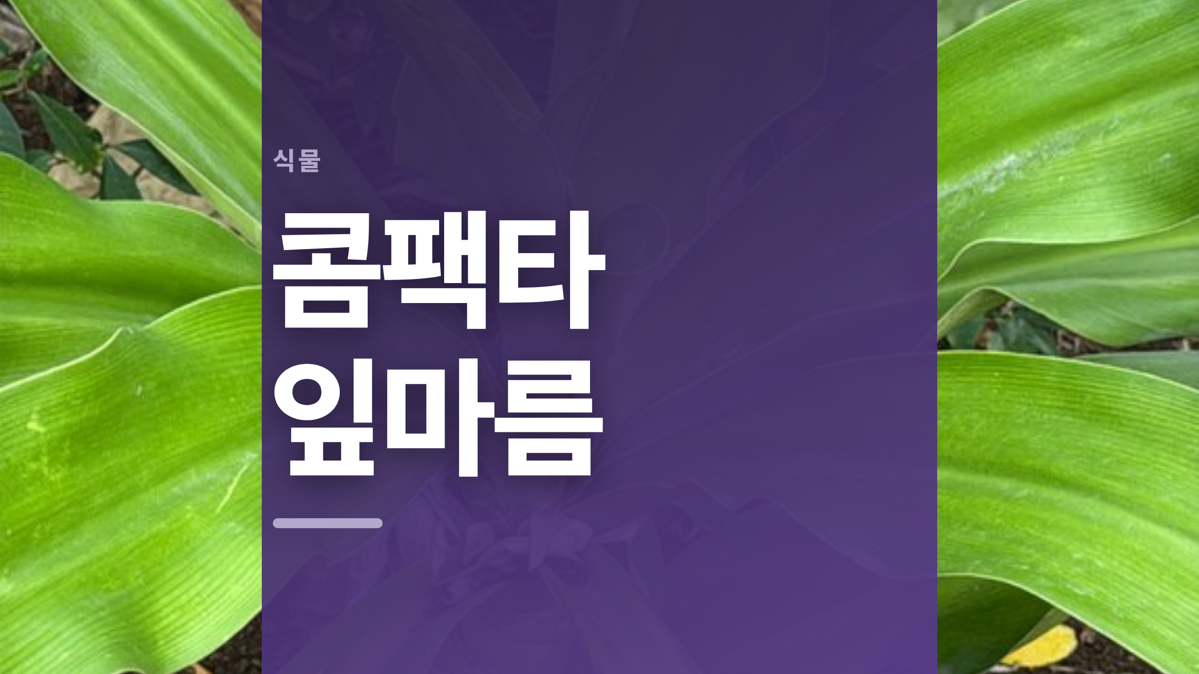 featured 687 thumbcard 콤팩타 잎마름 v2