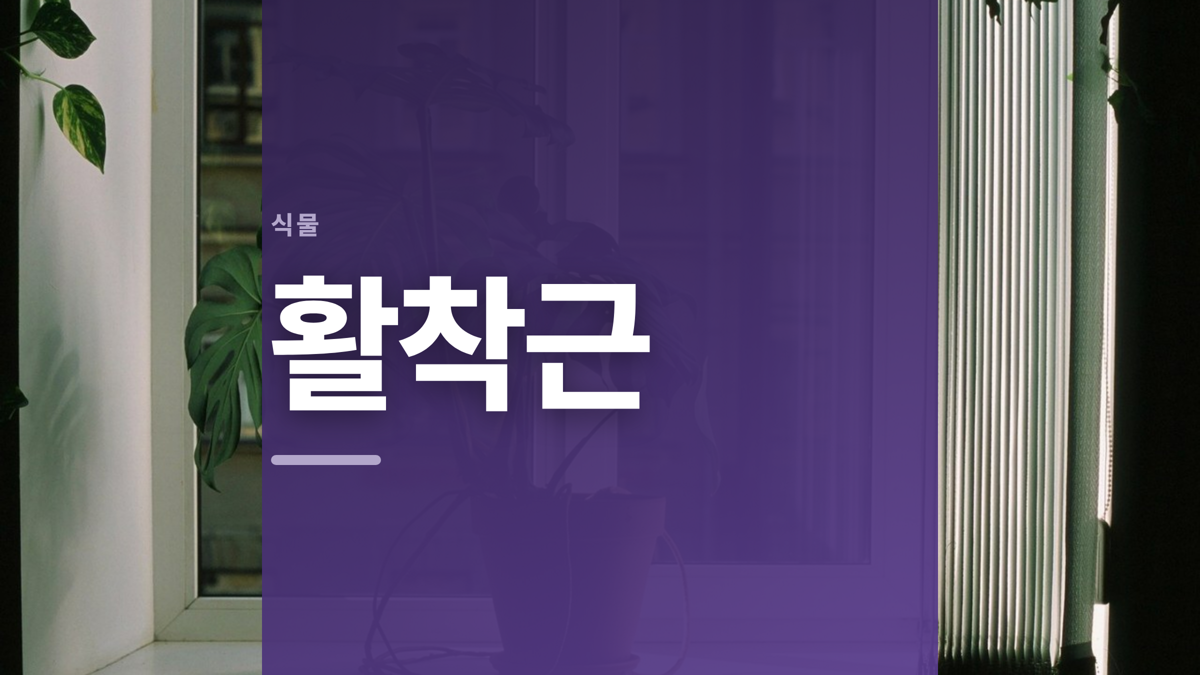 featured 694 thumbcard 활착근 v2