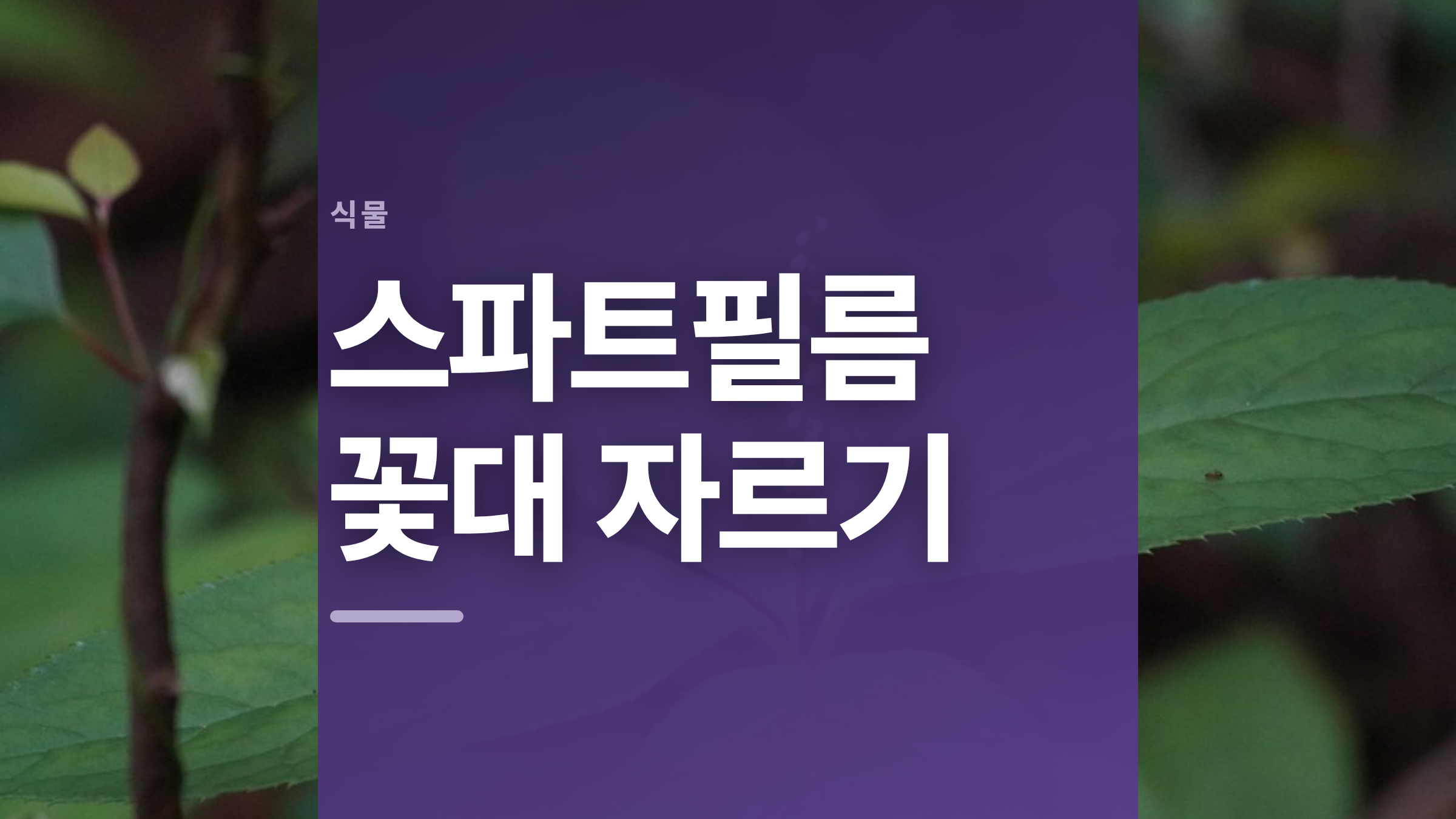 featured 701 thumbcard 스파트필름 꽃대 자르기 v2