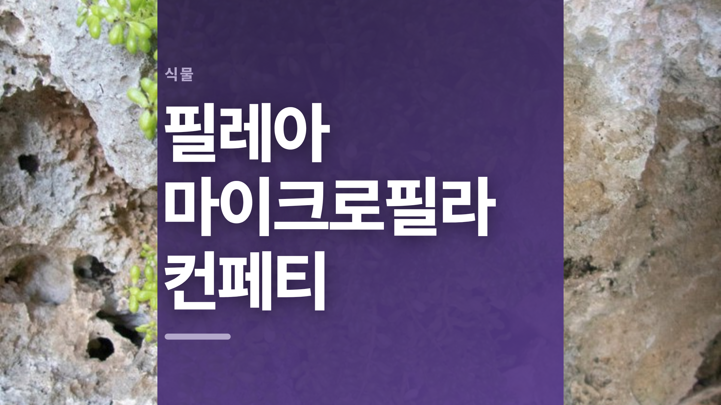 featured 710 thumbcard 필레아 마이크로필라 컨페티 v2