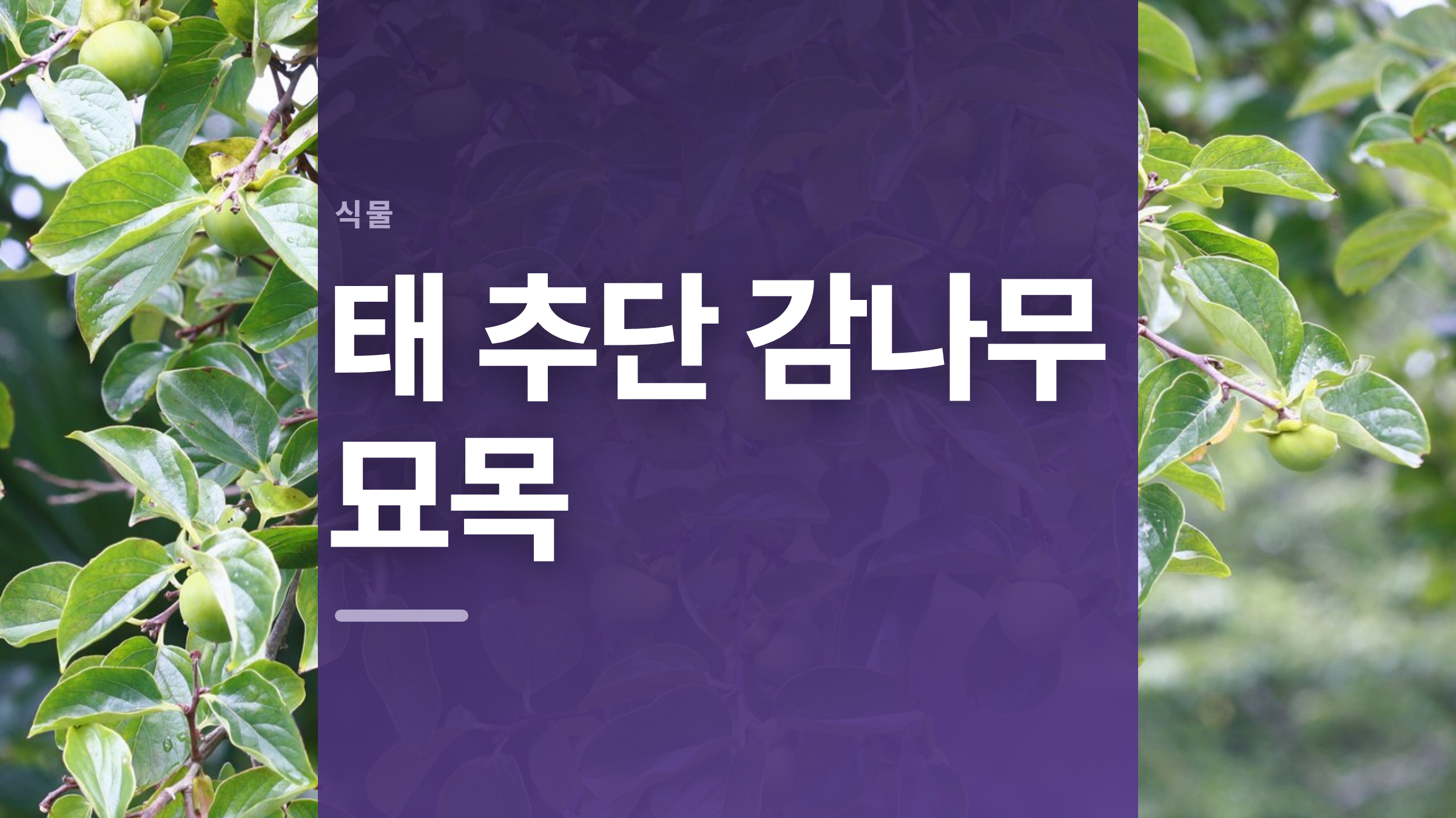 featured 716 thumbcard 태 추단 감나무 묘목 v2
