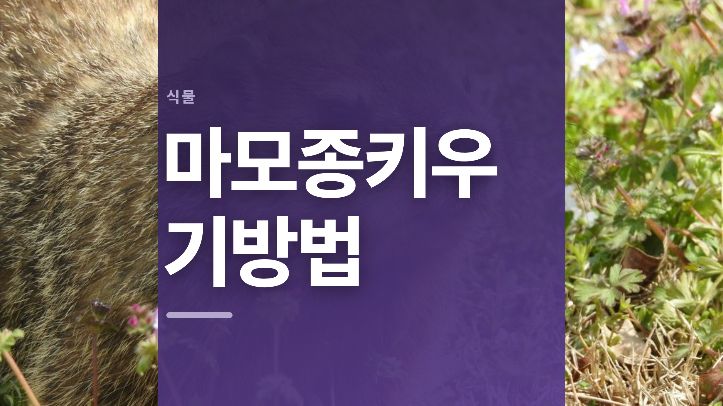 featured 722 thumbcard 마모종키우기방법 v2