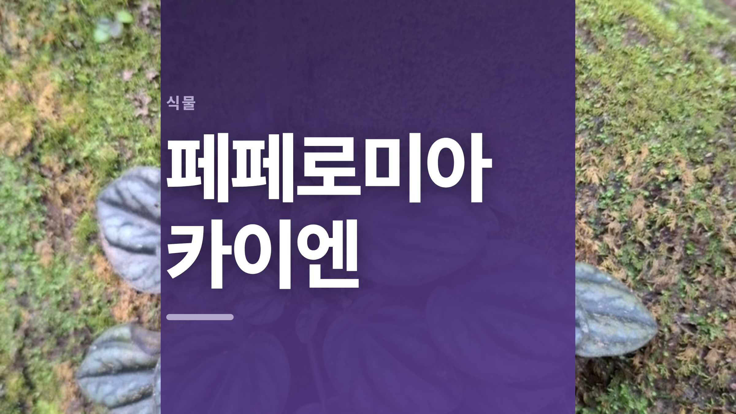 featured 727 thumbcard 페페로미아 카이엔 v2