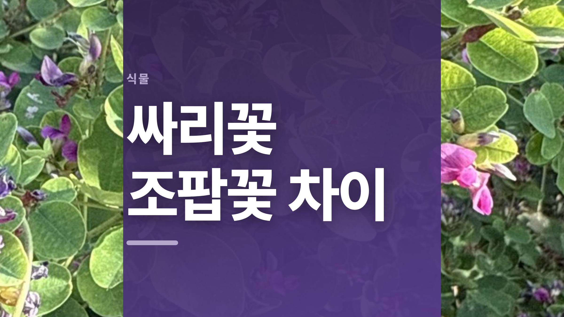 featured 733 thumbcard 싸리꽃 조팝꽃 차이 v2