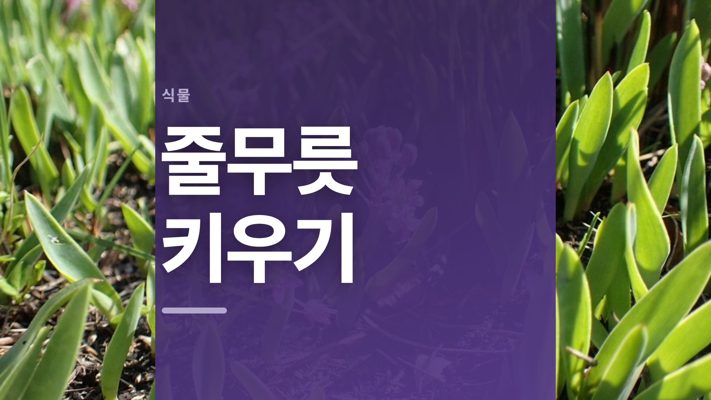 featured 741 thumbcard 줄무릇 키우기 v2