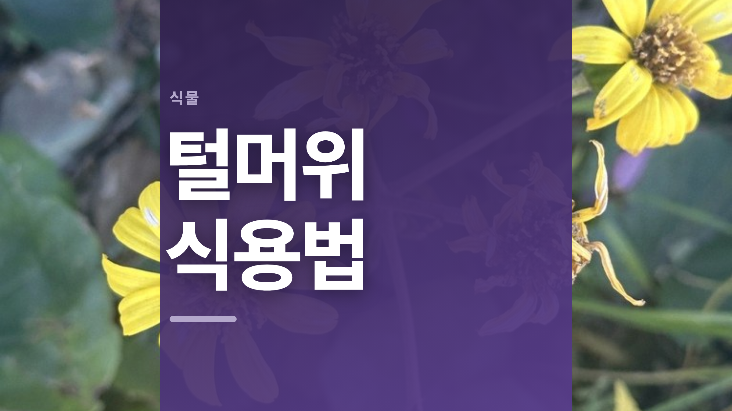 featured 757 thumbcard 털머위 식용법 v2