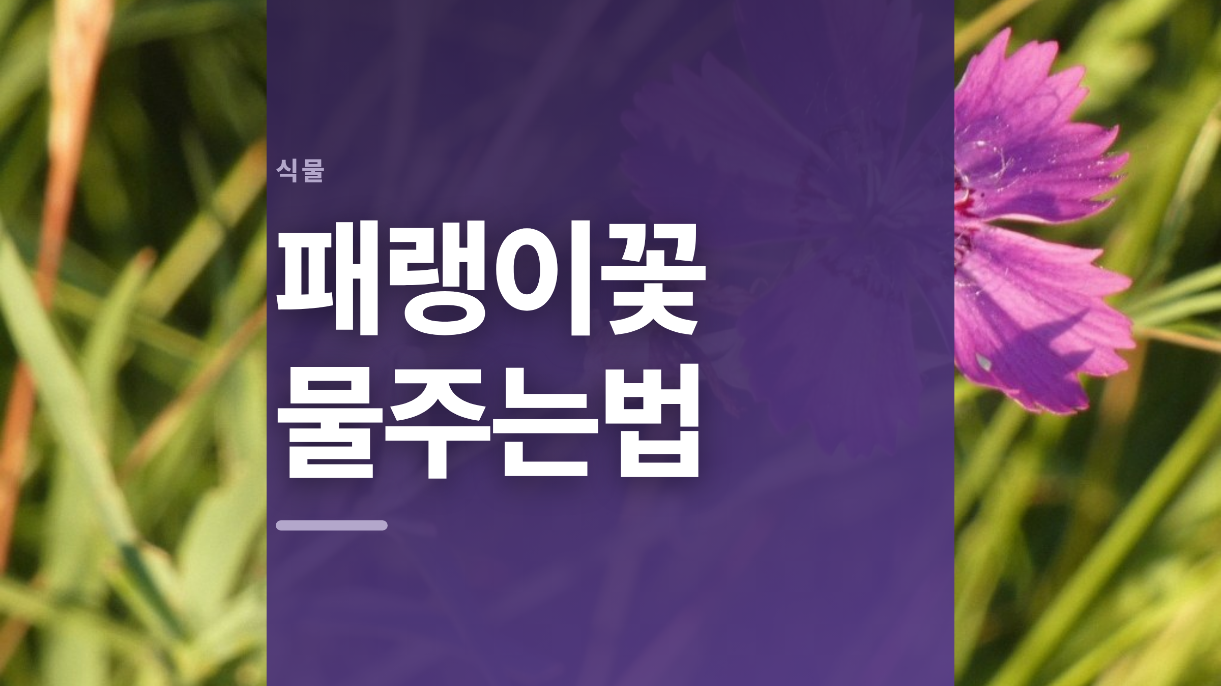 featured 798 thumbcard 패랭이꽃 물주는법 v2