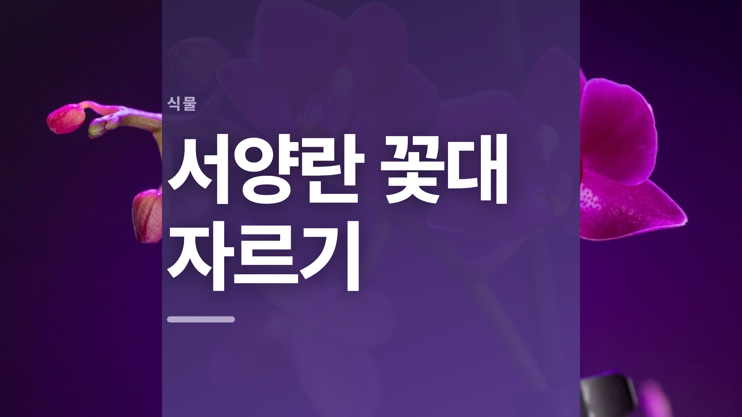 featured 803 thumbcard 서양란 꽃대 자르기 v2