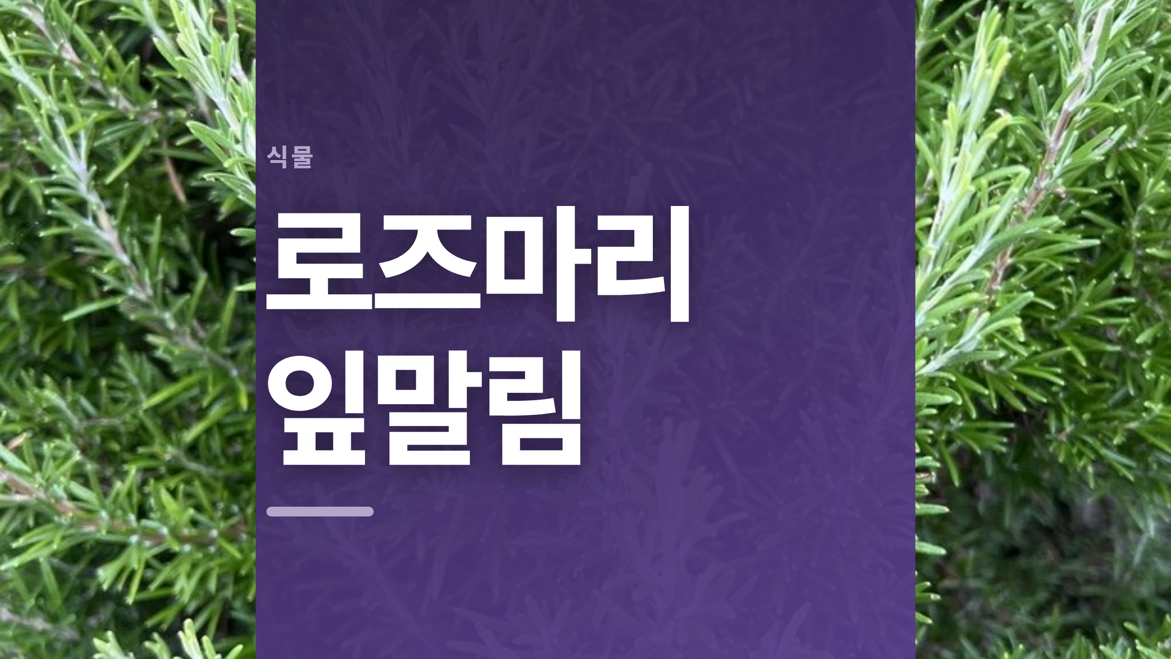 featured 809 thumbcard 로즈마리 잎말림 v2