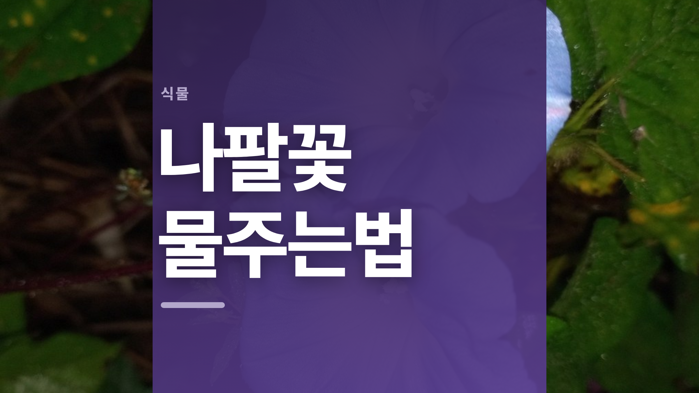 featured 826 thumbcard 나팔꽃 물주는법 v2