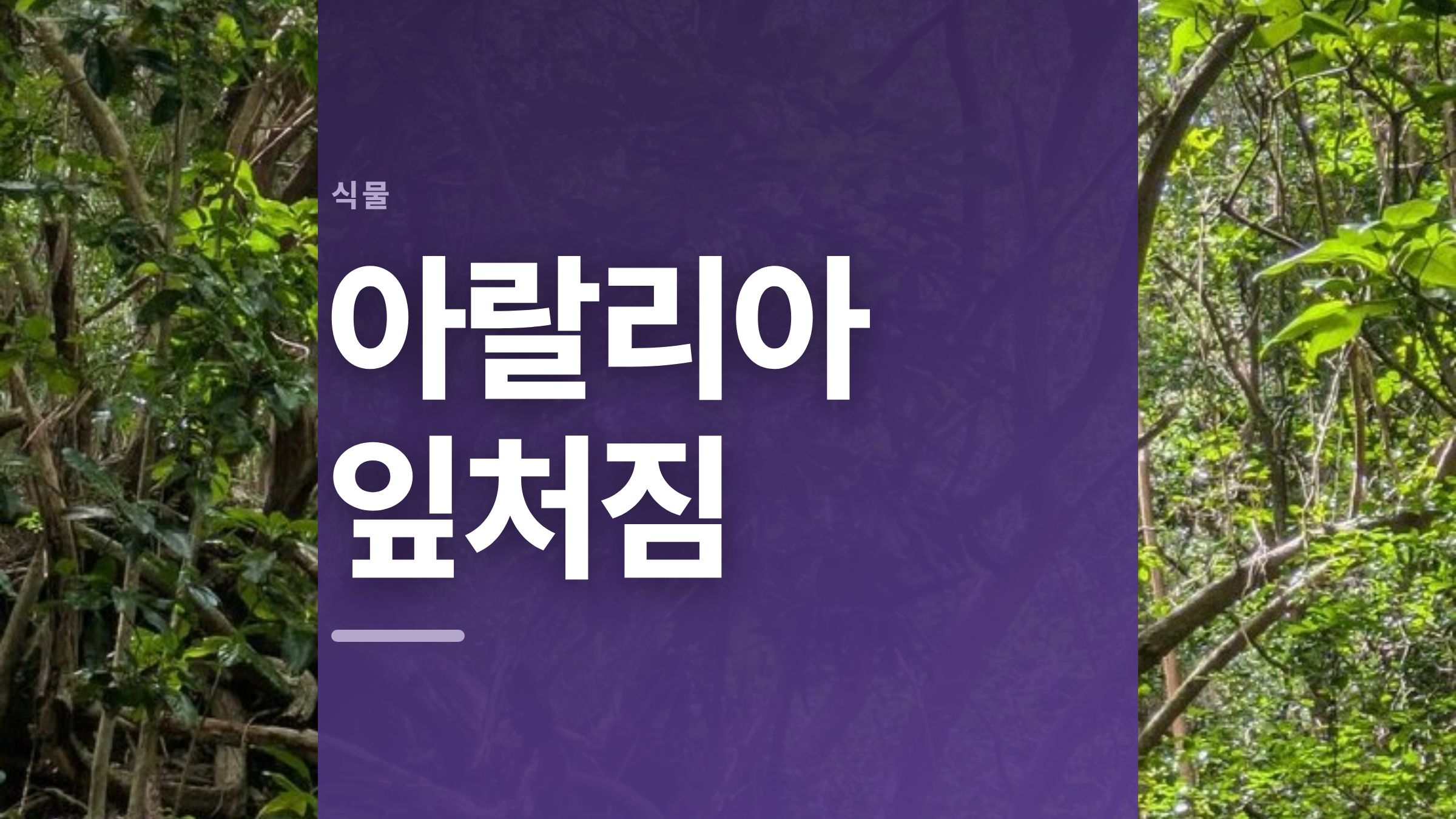 featured 835 thumbcard 아랄리아 잎처짐 v2