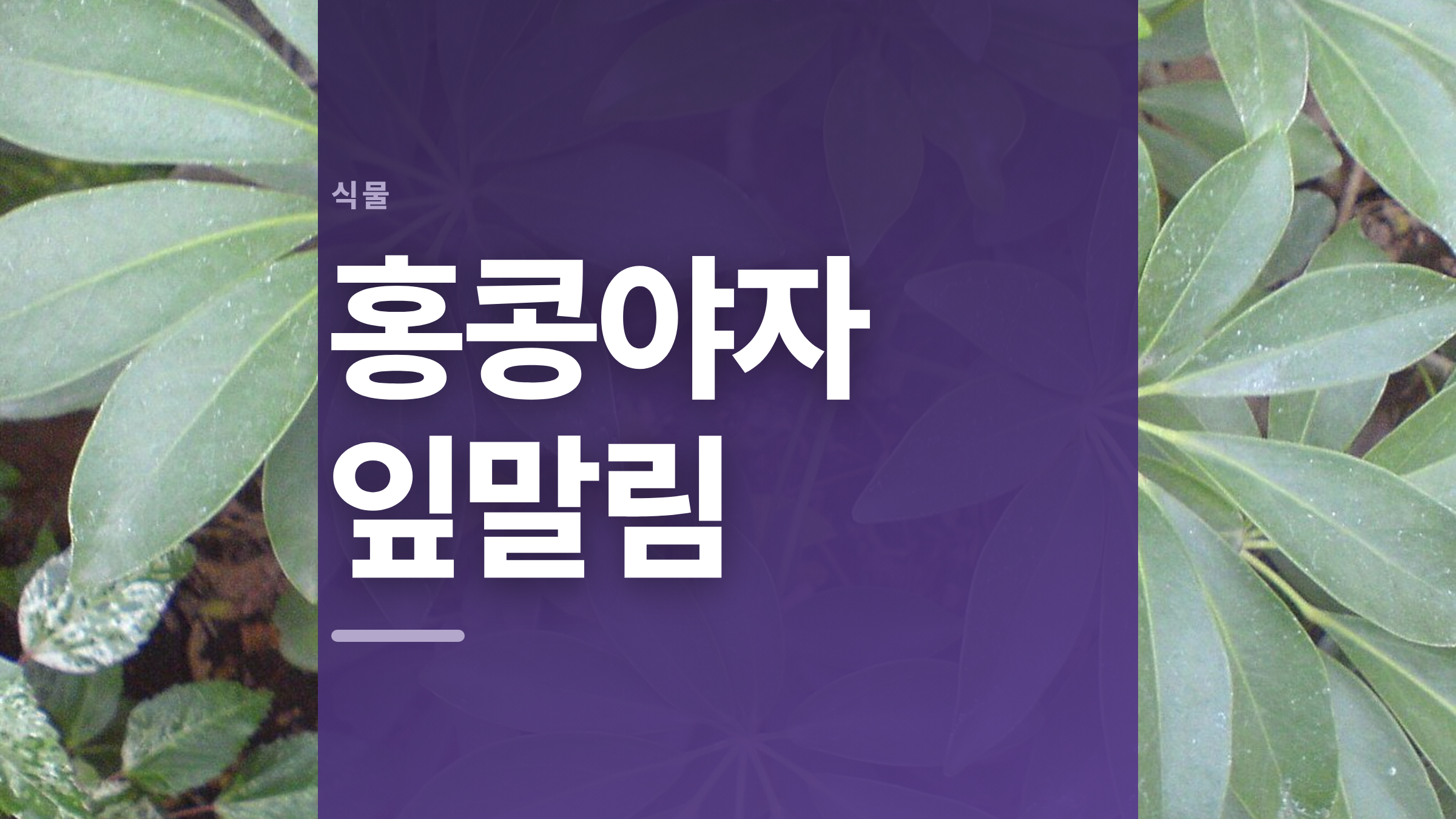 featured 844 thumbcard 홍콩야자 잎말림 v2