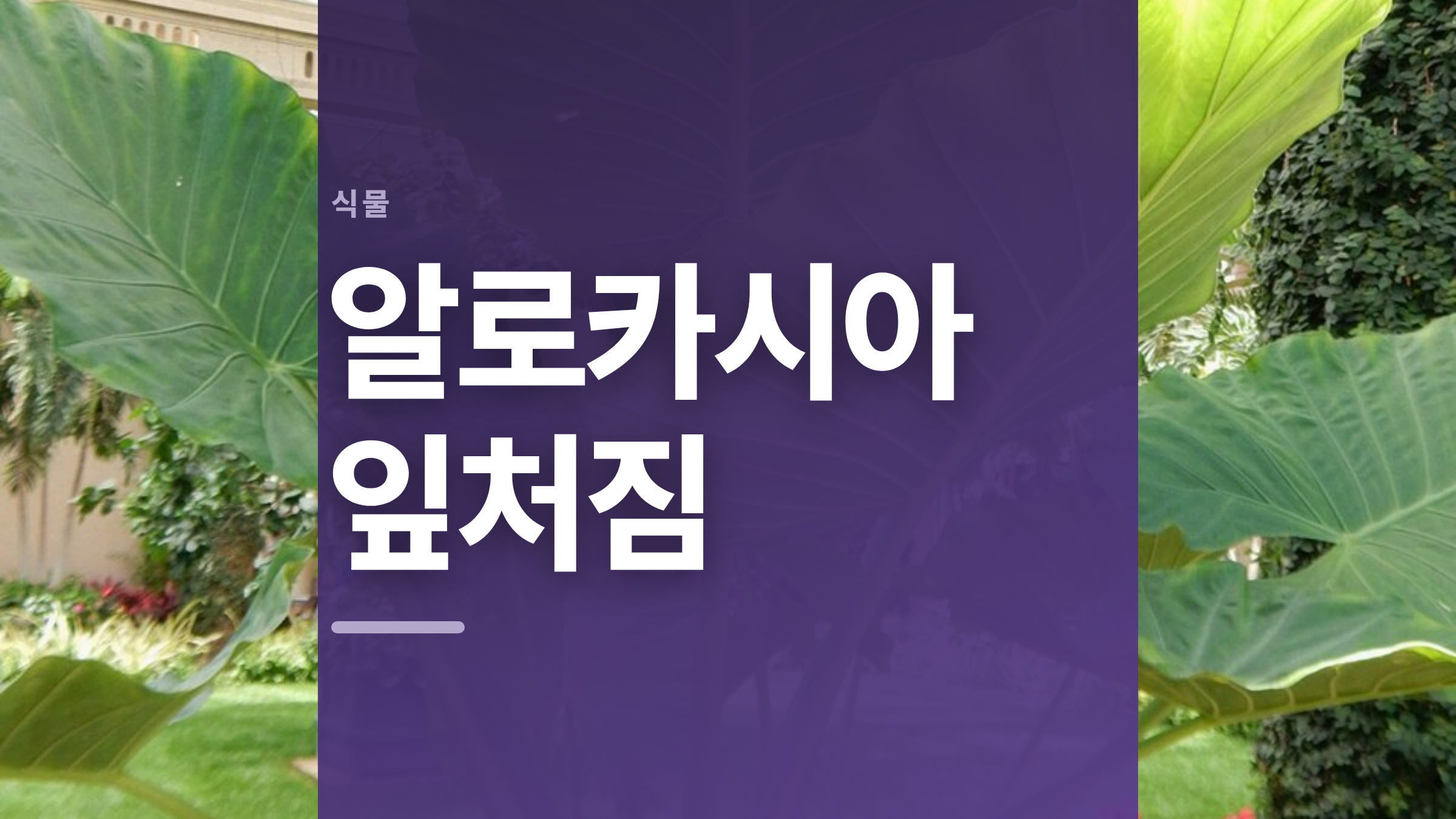 featured 852 thumbcard 알로카시아 잎처짐 v2