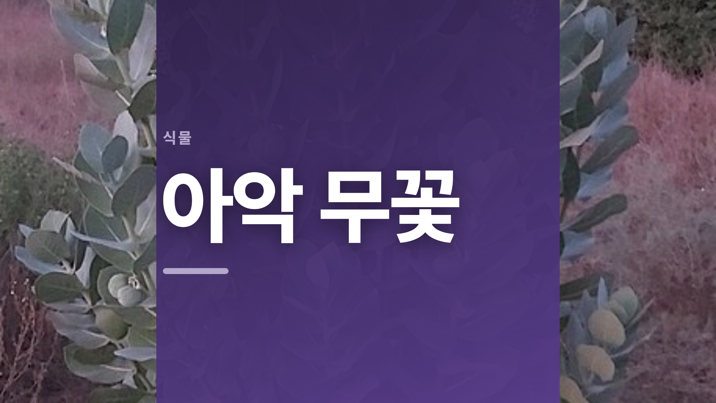 featured 860 thumbcard 아악 무꽃 v2