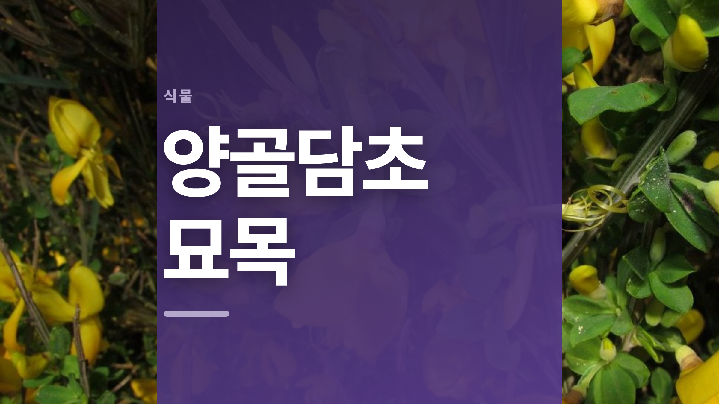featured 897 thumbcard 양골담초 묘목 v2