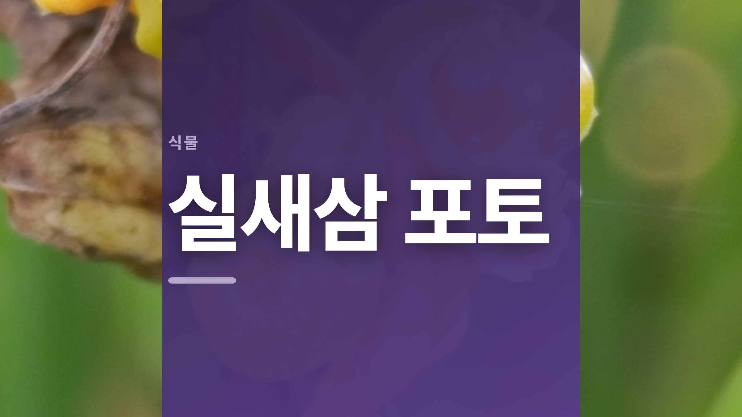 featured 902 thumbcard 실새삼 포토 v2