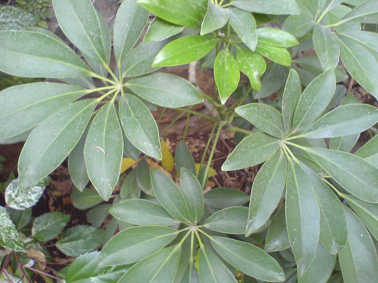 홍콩야자 잎말림 3