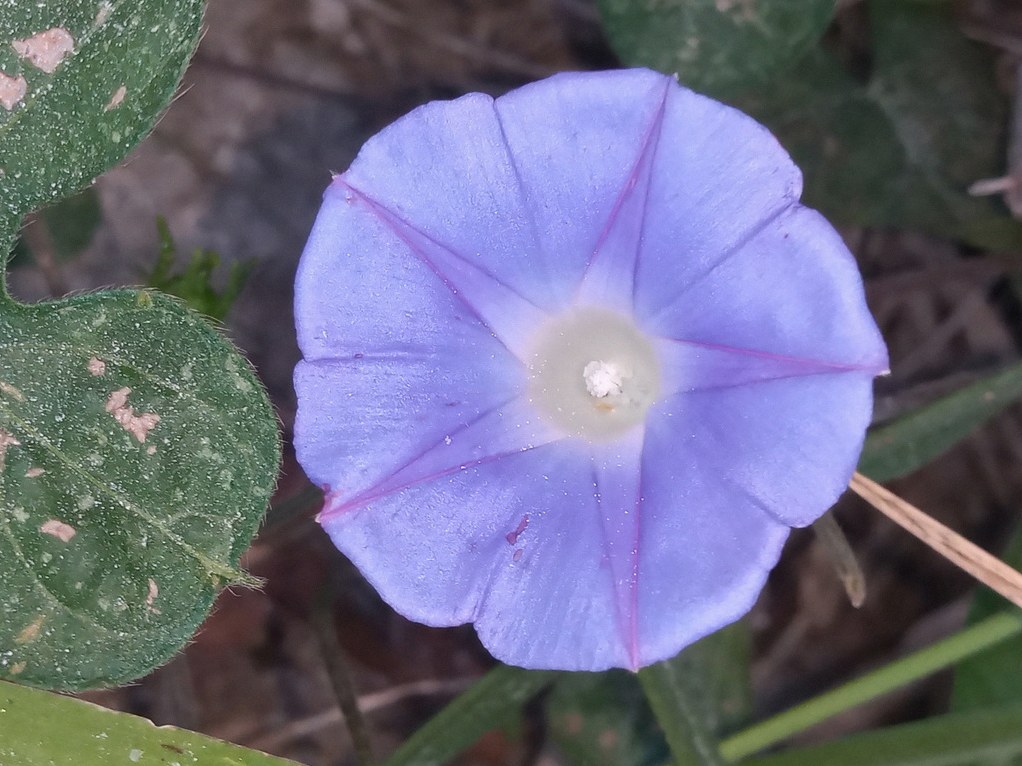 나팔꽃 물주는법 1
