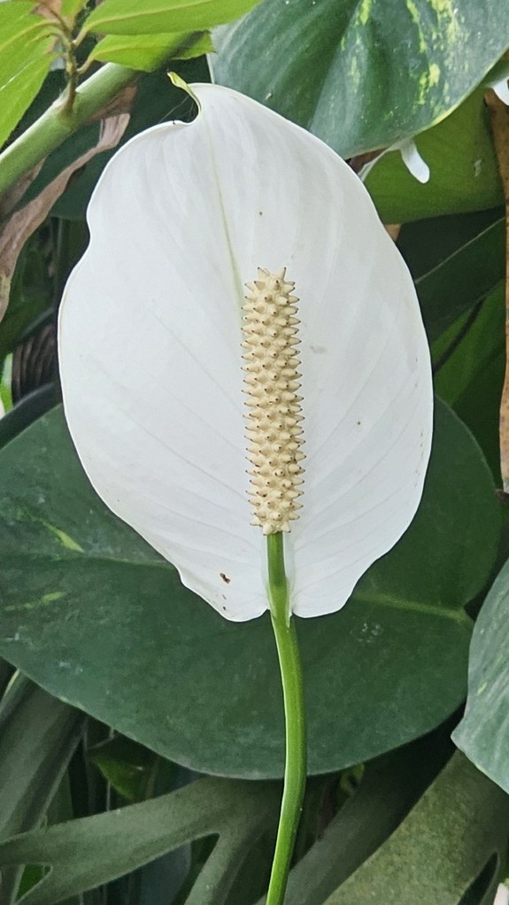 스파티필름 잎처짐 1