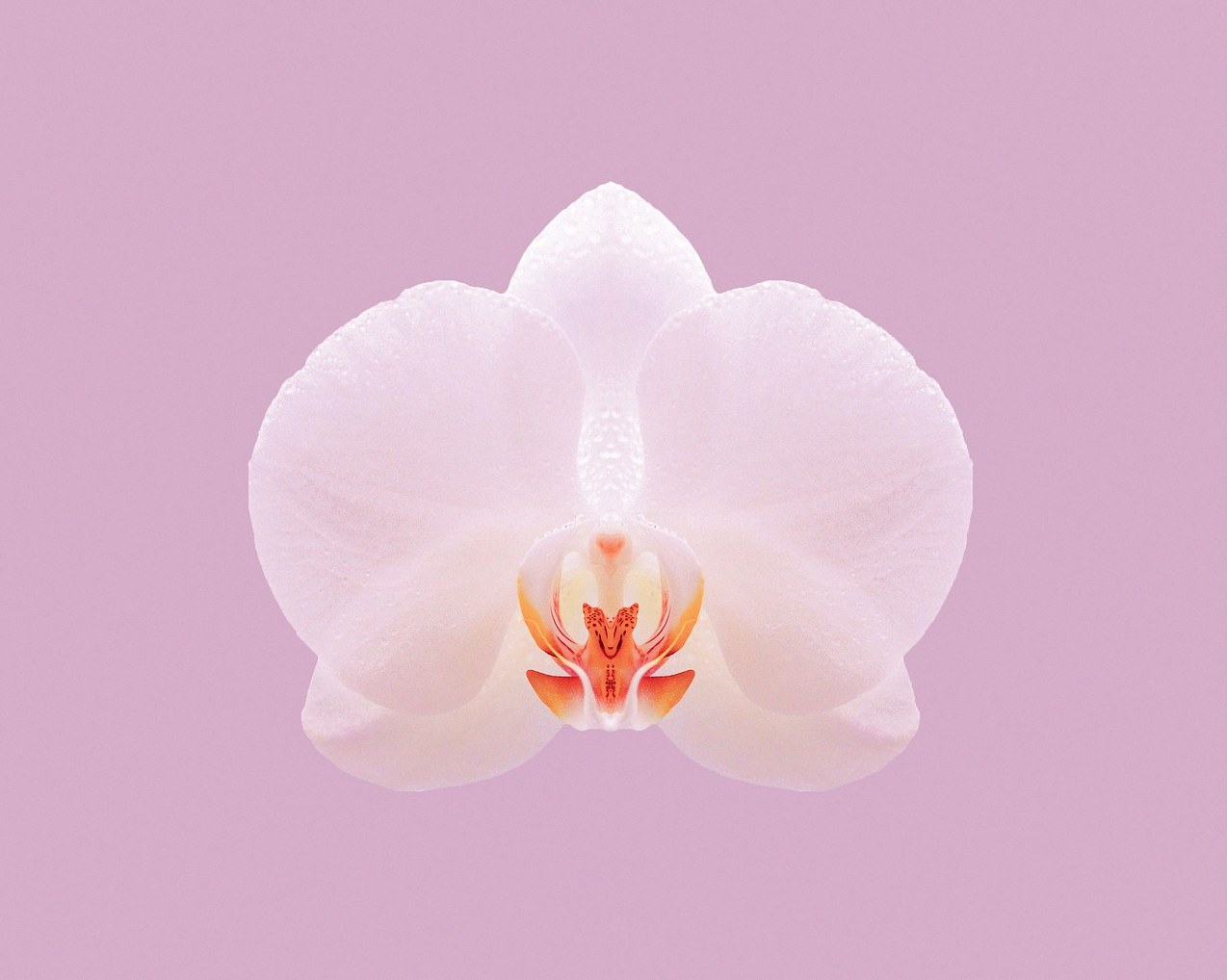 서양란 꽃대 자르기 6