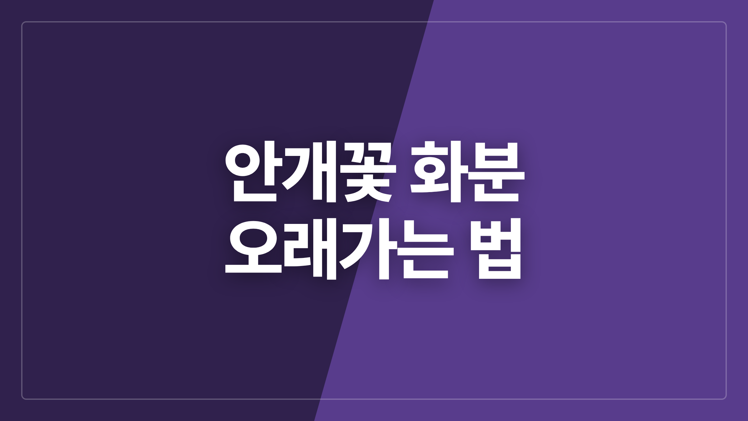 featured 1129 thumbcard 안개꽃 화분 오래가는 법