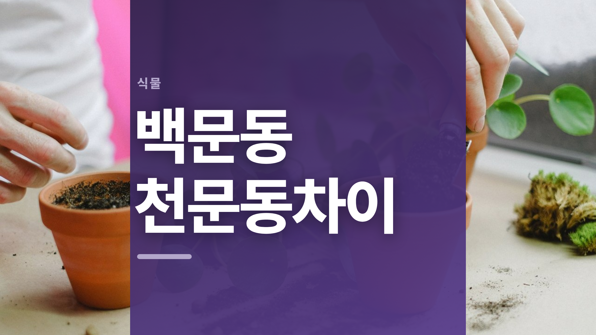 featured 1153 thumbcard 백문동 천문동차이