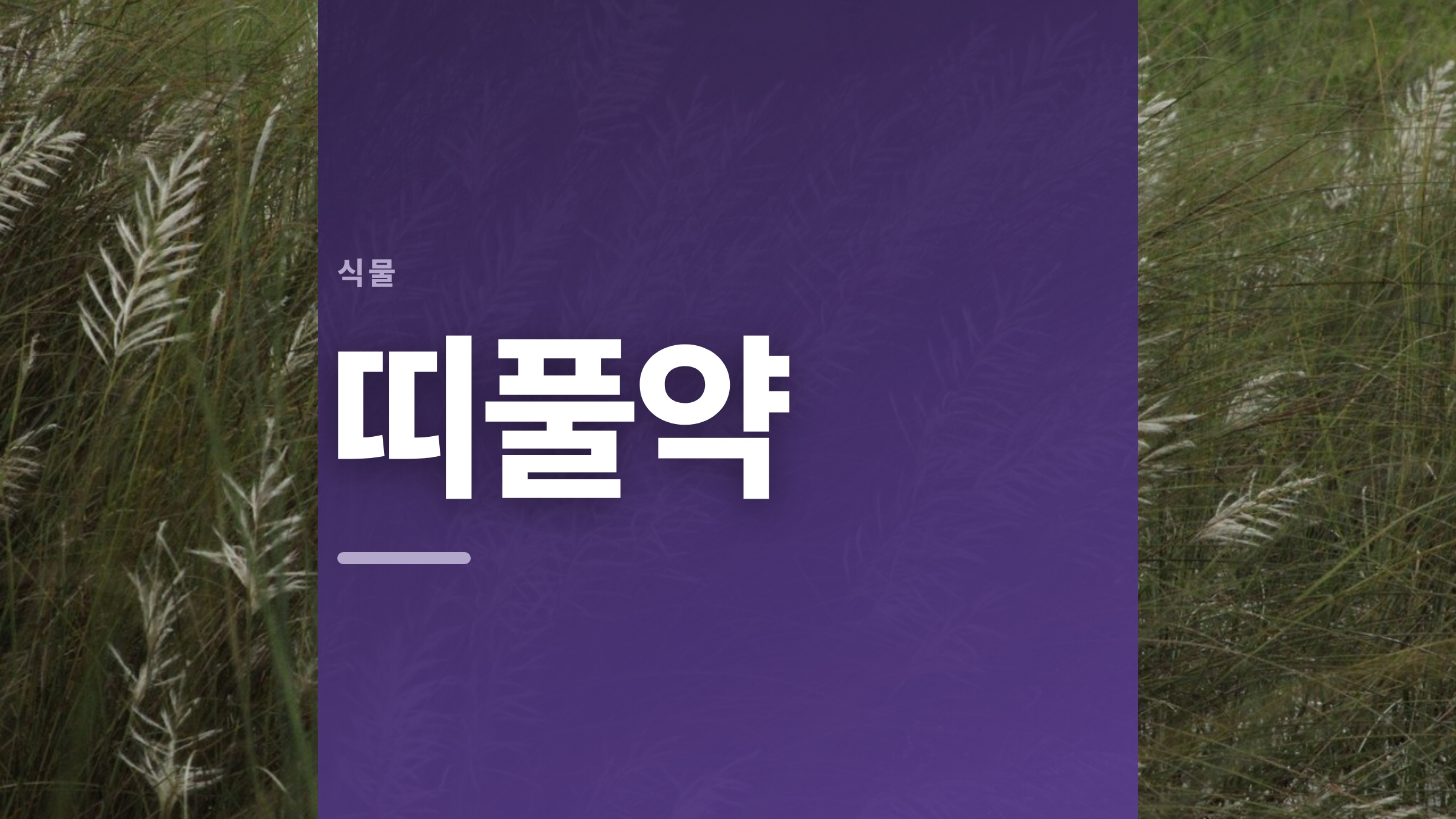 featured 1231 thumbcard 띠풀약