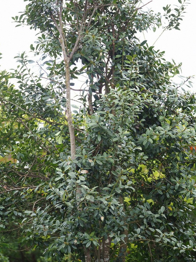 직립 꽝꽝나무 1