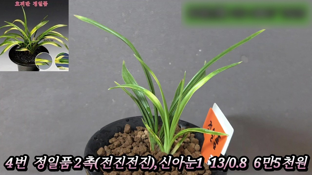 정일품 난석 1