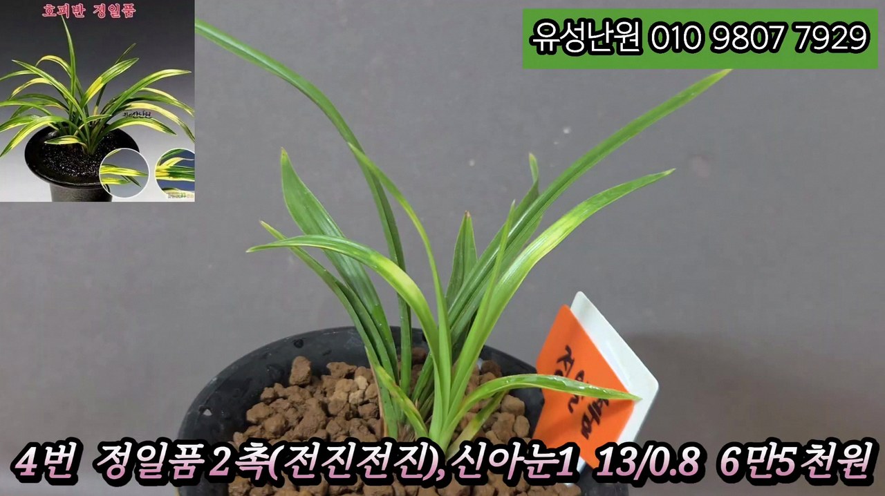 정일품 난석 3