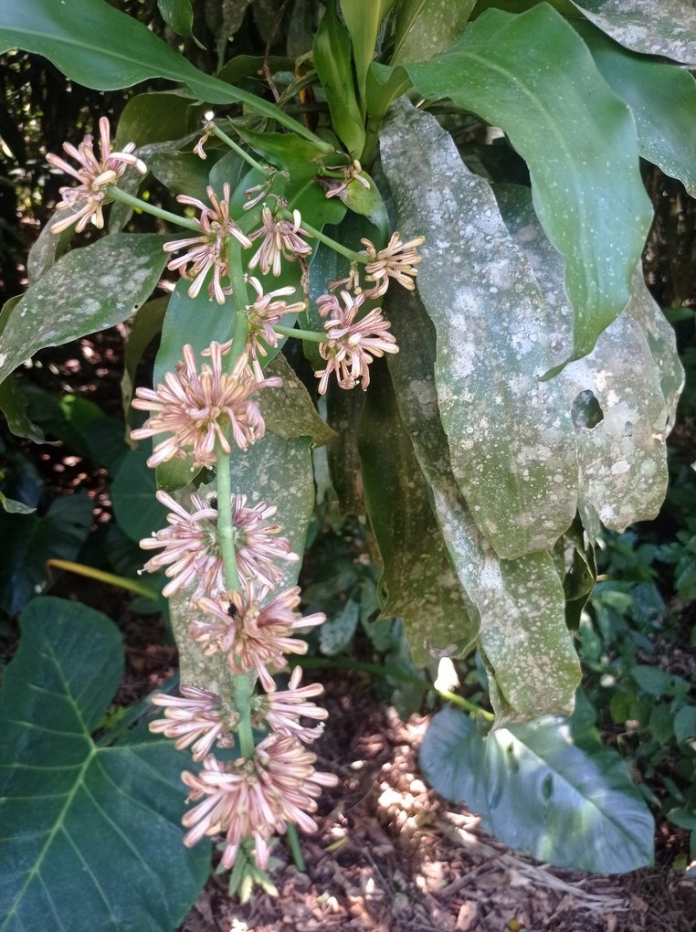 행운목꽃대자르기 3