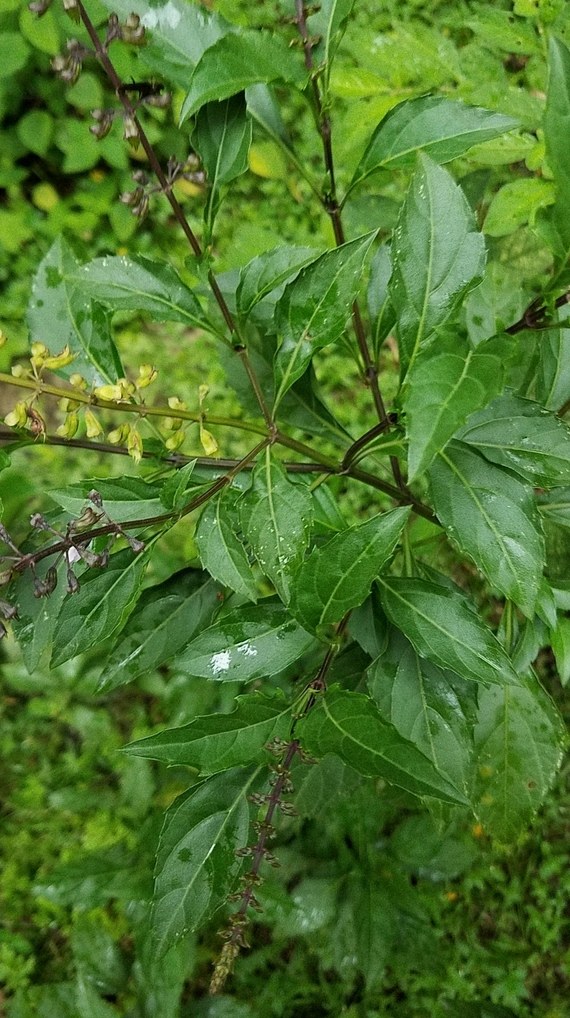 바질 흙배합 5