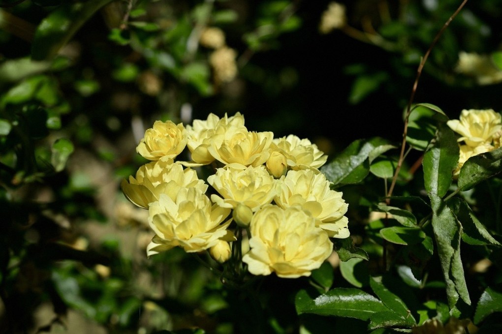 목향장미 화분 3