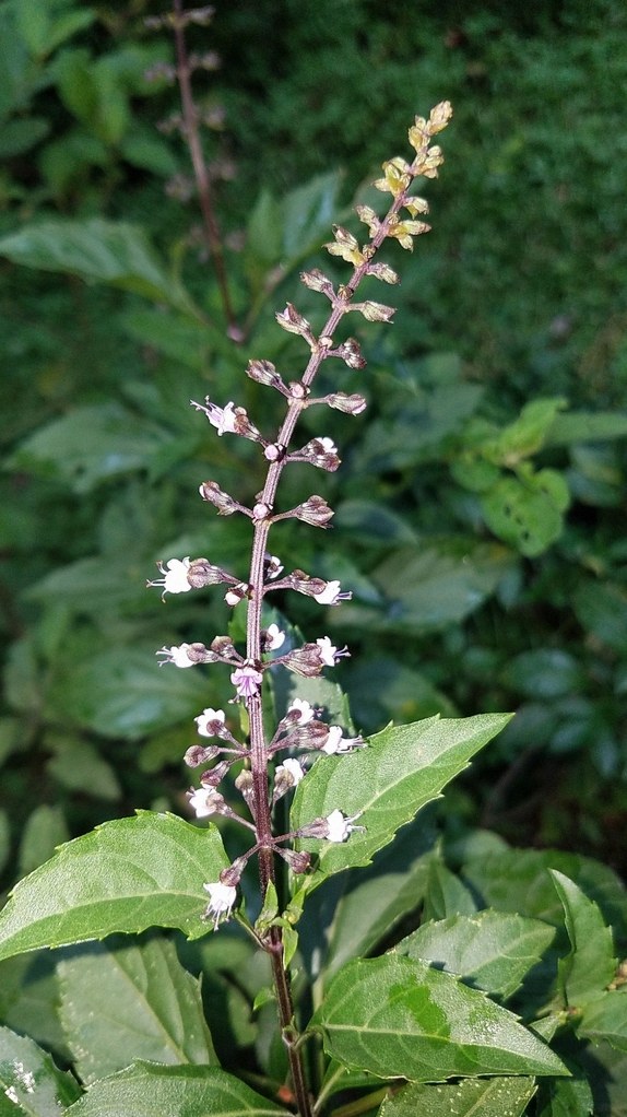 바질 흙배합 6
