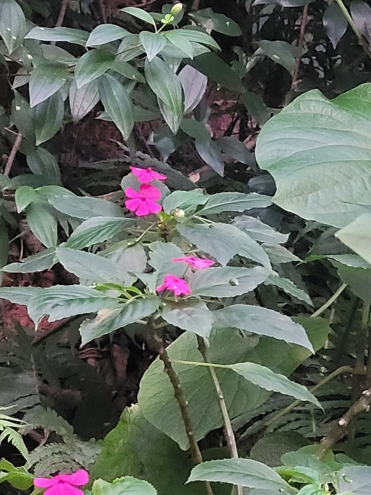 임파첸스 꽃모종 4