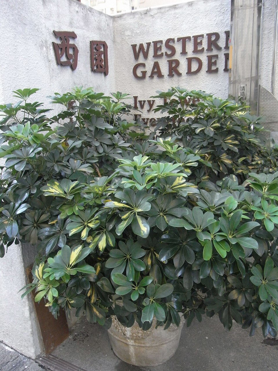 홍콩야자 잎처짐 6