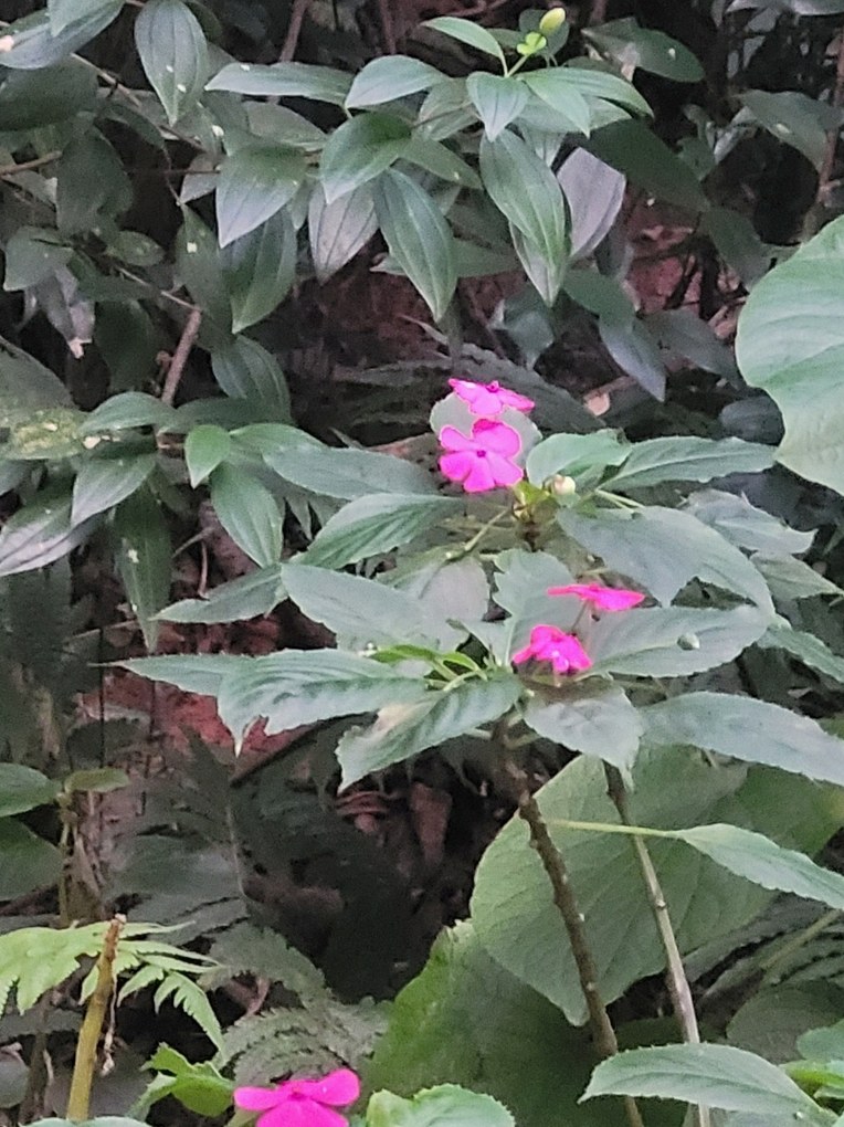 임파첸스 꽃모종 5