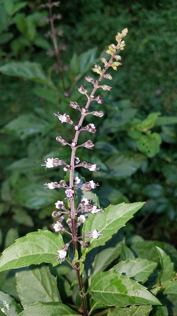 바질 잎말림 5