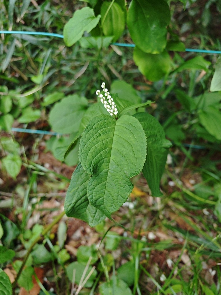 긴기아난 꽃대 자르기 6