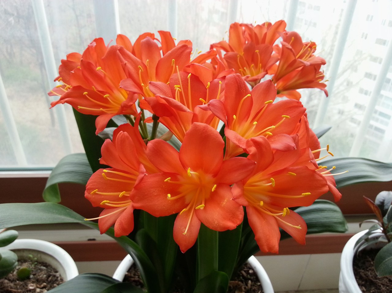 군자란 꽃대 자르기 6