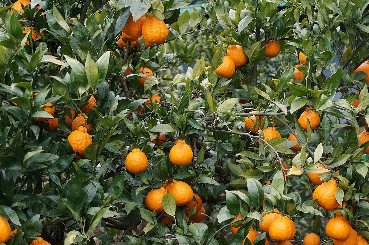 한라봉 묘목 5년생 2