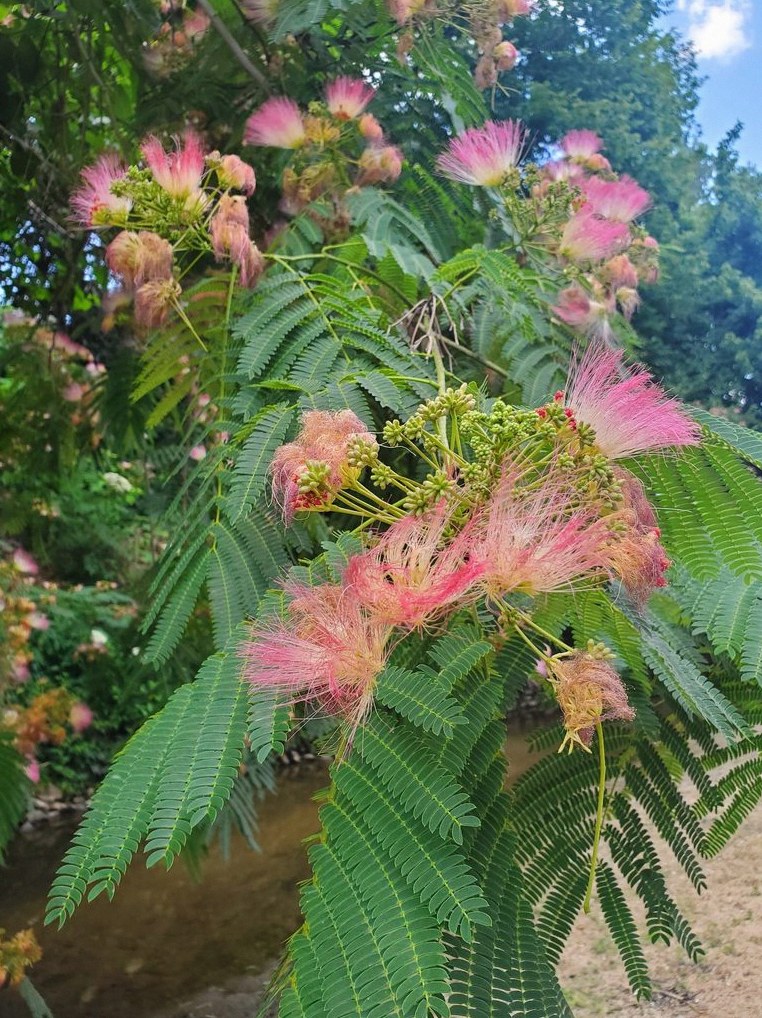 자귀나무 삽목 1