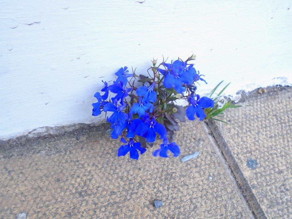 로벨리아 물주기 1