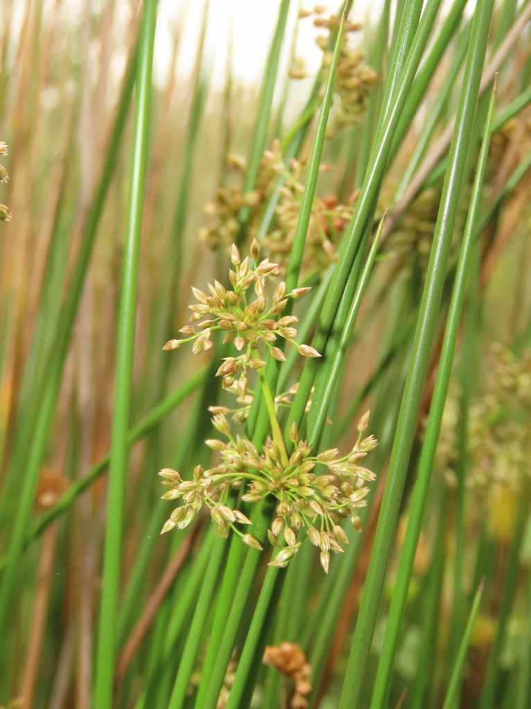 골풀 수경 1