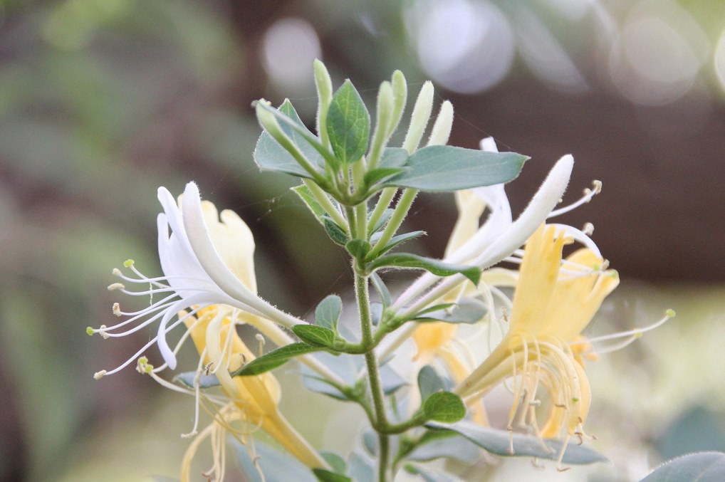 인동초 키우기 1